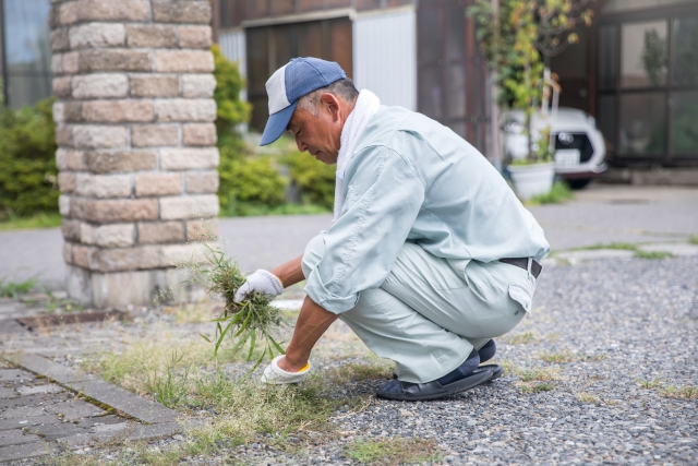 庭の草取り